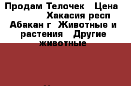 Продам Телочек › Цена ­ 300 000 - Хакасия респ., Абакан г. Животные и растения » Другие животные   . Хакасия респ.,Абакан г.